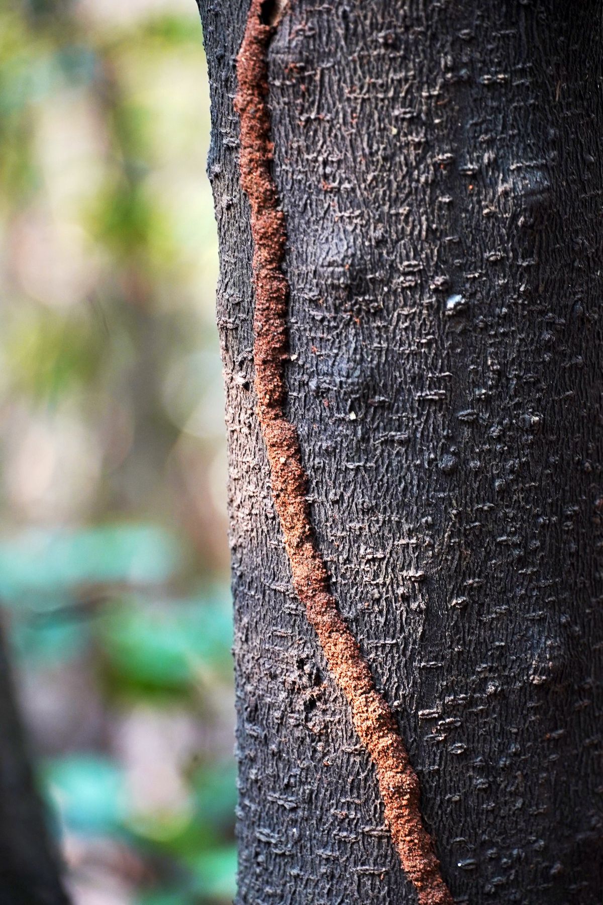 Kambalakonda Nature Trails — photo 9
