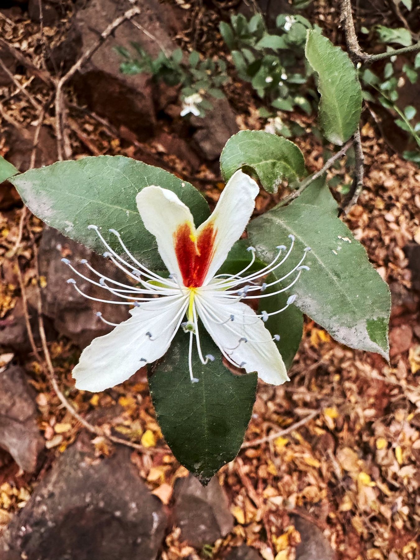 Kambalakonda Nature Trails — photo 11
