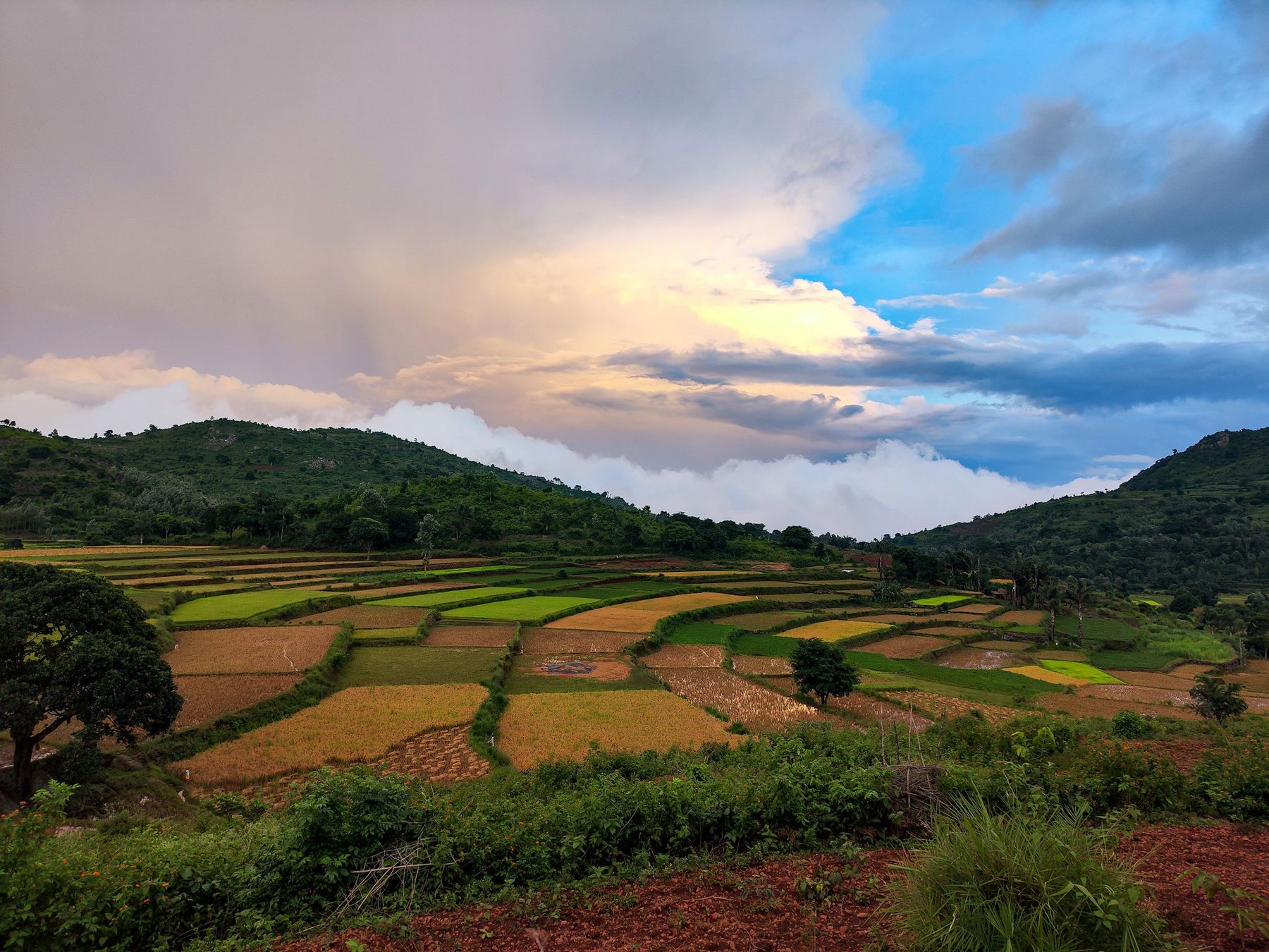 Terraced fields